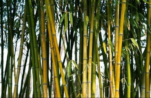 The Bamboo Products Have Six Features and protect environment
