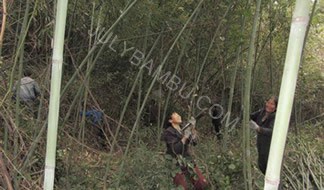 maintenance of bamboo forests 201
