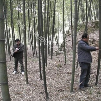 maintenance of bamboo forests 401