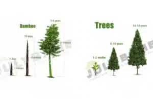 bamboo plywood the future of sustainable building materials